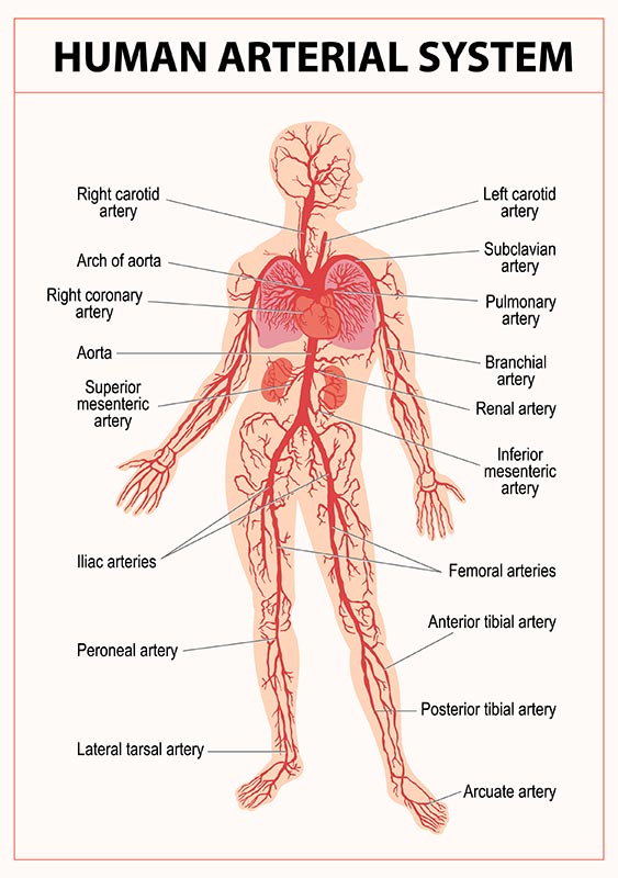 Système Artériel Chez L'Homme